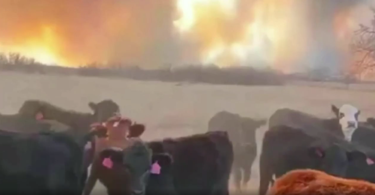 Rinder fallen dem Feuer zum Opfer