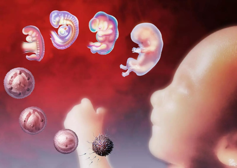 KI-Embryo